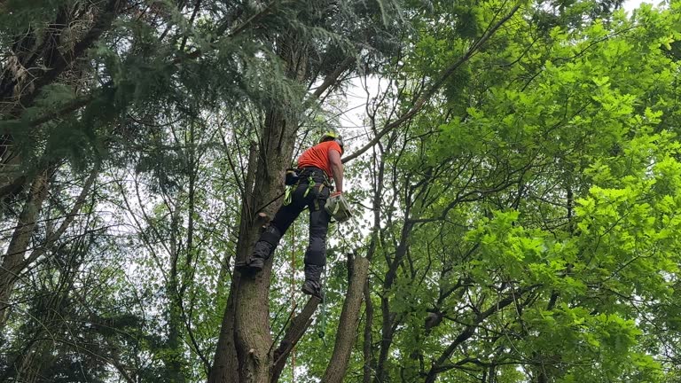 Best Fruit Tree Pruning  in Folsom, NJ