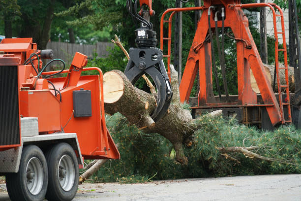 Best Emergency Tree Removal Services  in Folsom, NJ